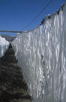 Potato noodles hanging on racks outside to dry.