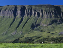 View toward the flat topped limestone hill with cows grazing at the base