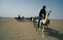 Toureg Camel Train traveling through the desert.