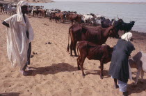 Men standing with their herd of cattle next to water.
