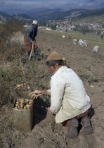 Men harvesting potatoes