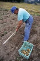 Man harvesting potatoes