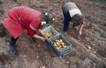 Women harvesting potatoes