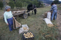 Men and woman harvesting potatoes beside a horse and cart