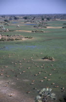 Aerial view over herd of Red Lechwe antelopes on the floodplains