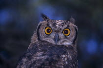 Close up of a Spotted Eagle Owl sitting on an acacia tree branch