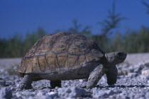 Tortoise walking on gravel