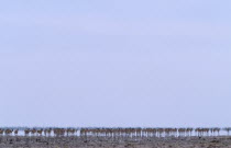 Line of Springbok walking in mirage of intense summer heat across the Etosha Pan