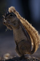 Ground Squirrel standing upright shading itself with its tail