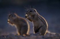 Ground Squirrels foraging on the ground