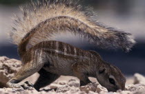 Ground Squirrel crawling along the ground shading itself with its tail