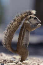 Ground Squirrel standing upright shading itself with its tail