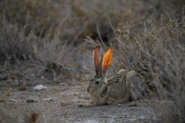 Scrub Hare sitting near bushes