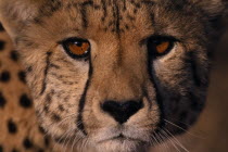 Extreme close up of a Cheetahs face