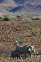 Mother and calf desert Elephants walking through arid desert landscape