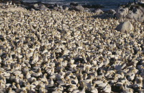 Large colony of Cape Gannets crowded on the beach