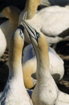 Pair of Cape Gannets among colony