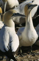 Pair of Cape Gannets among colony