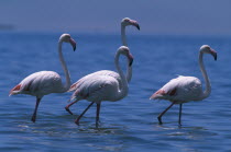 Flock of Greater Flamingoes wading in the shallow salt pans with the lagoon beyond