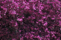 Close up of a Bougainvillea plant with purple pink flowers
