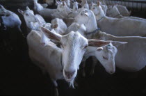 Herd of goats prior to being milked at Fairview goats cheese and wine estate