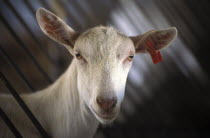 Portrait of a goat prior to being milked at Fairview goats cheese and wine estate