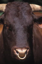Portrait of a domestic bull cattle at Mooiberg fruit and vegetable farm