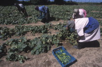 Agricultural farm labourers picking cucumbers at Mooiberg fruit and vegetable farm