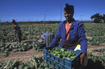 Agricultural farm labourers picking cucumbers at Mooiberg fruit and vegetable farm