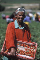 Agricultural farm labourer with a basket of strawberries at Mooiberg fruit and vegetable farm