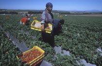 Agricultural farm labourers picking strawberries at Mooiberg fruit and vegetable farm