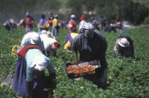 Agricultural farm labourers picking strawberries at Mooiberg fruit and vegetable farm