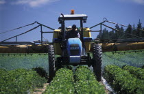 Agricultural farm labourer spraying strawberry fields at Mooiberg fruit and vegetable farm