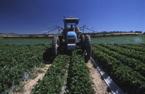 Agricultural farm labourer spraying strawberry fields at Mooiberg fruit and vegetable farm