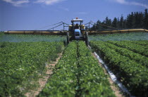 Agricultural farm labourer spraying strawberry fields at Mooiberg fruit and vegetable farm