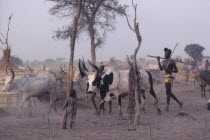 Dinka man with black and white song bull at cattle camp.