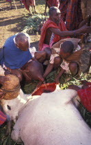 A sacrificial cow is suffocated to death at the beginning of an initiation ceremony that will bring the young Maasai Moran young warriors into manhood.The neck is slit and blood is drunk fresh after t...
