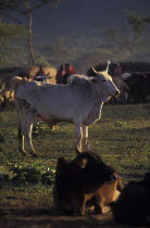 A sacrificial bull. The bull will be slaughtered as part of an intiation ceremony which will bring the Maasai Moran into manhood.