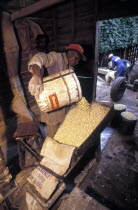 Maize meal being crushed in the town