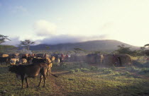 A maasai moran village in the early morning. The cattle  live in the centre of the corral of huts and are the centre of the community.