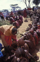 Maasai Moran have the fat from a sacrificial cow daubed on them as well as taking a bite from its flesh during the ceremony that will bring them into manhood.