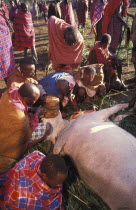 A sacrificial cow is suffocated to death at the beginning of an initiation ceremony that will bring the young Maasai Moran or young warriors into manhood. The  neck is slit and blood  is drunk fresh a...