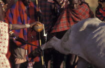 Maasai tribal elders pour milk onto a sacrificial bull. The bull wil be slaughtered as part of an intiantion ceremony which will bring the Maasai Moran or young men into manhood.