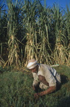 Elderly man weeding sugarcane field.