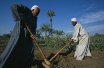 Two men tilling field by hand in preparation for crop of maize or sugar cane.