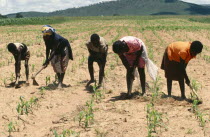 Chriamora women weeding between the crops