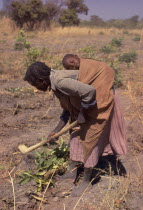 Woman working in a field with a baby asleep in a papoose on her back