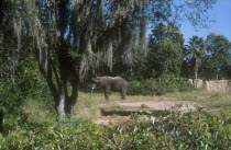 Walt Disney World Animal Kingdom. Elephant standing in reserve with Spanish moss hanging from the tree in the foreground .