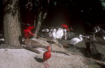 Walt Disney World Animal Kingdom. Group of Scarlet Ibis  and Spoonbill birds.