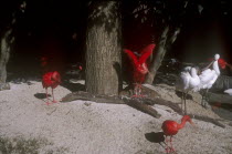 Walt Disney World Animal Kingdom. Group of Scarlet Ibis  and Spoonbill birds.